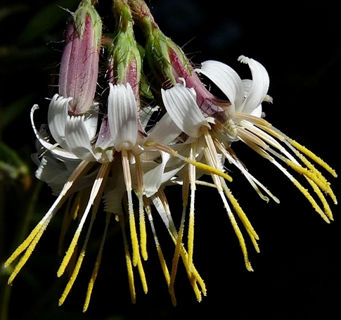 {Nabalus barbatus}
